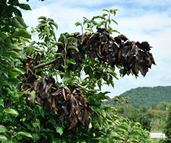 Pear Fire Blight